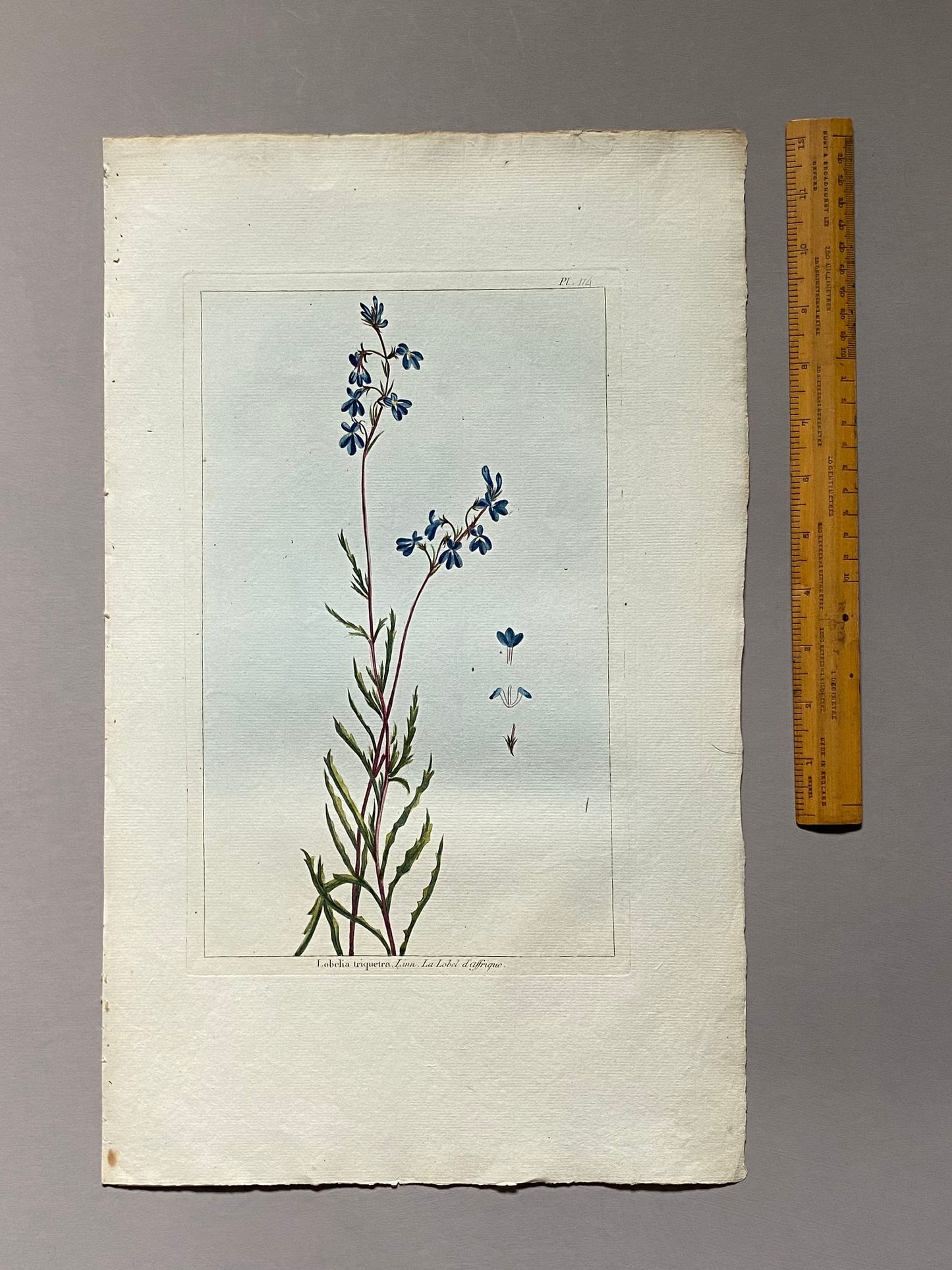 Lobelia traquetra. An Original Hand Coloured Copper Plate Engraving by Pierre Joseph Buchoz. 1770s. Size: 47.5 x 29 cms.
