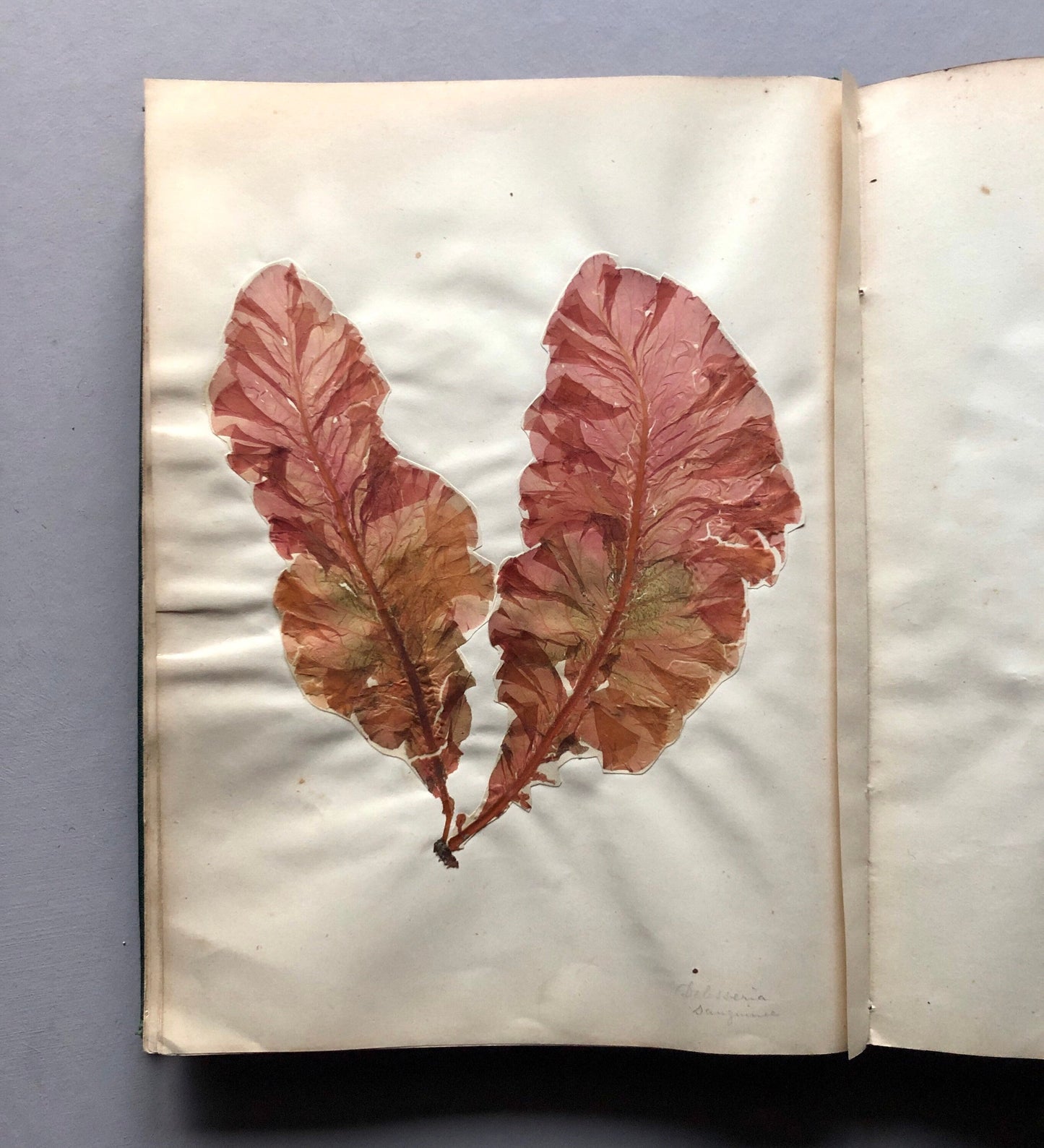 A Victorian Album Containing a Collection of 29 Seaweed. Samples size: