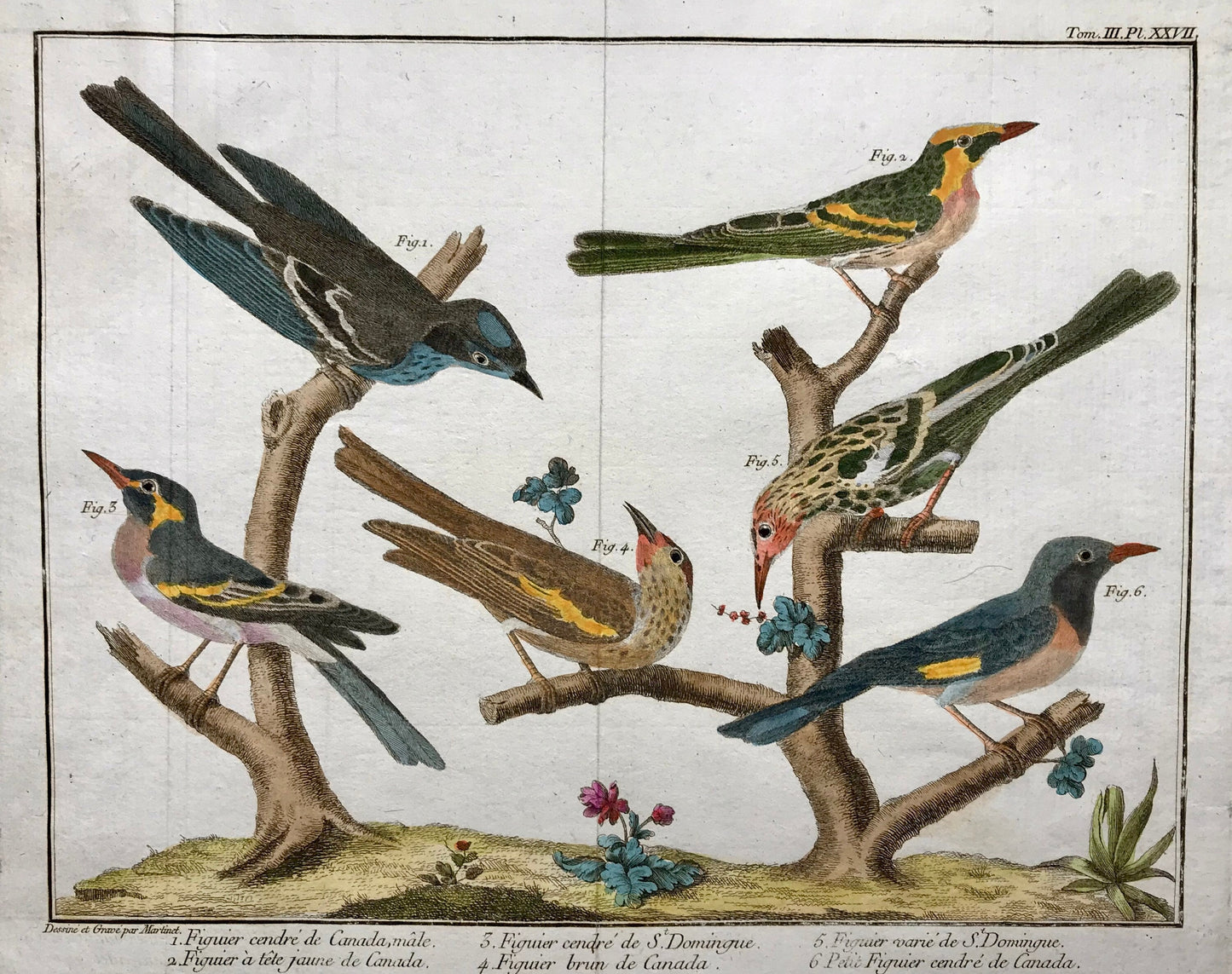 A Copper Plate Engraving of Various Kinds of Fig-eaters. By Francois-Nicholas Martinet. Hand coloured. Dated 1770. 25 x 35.8 cms.