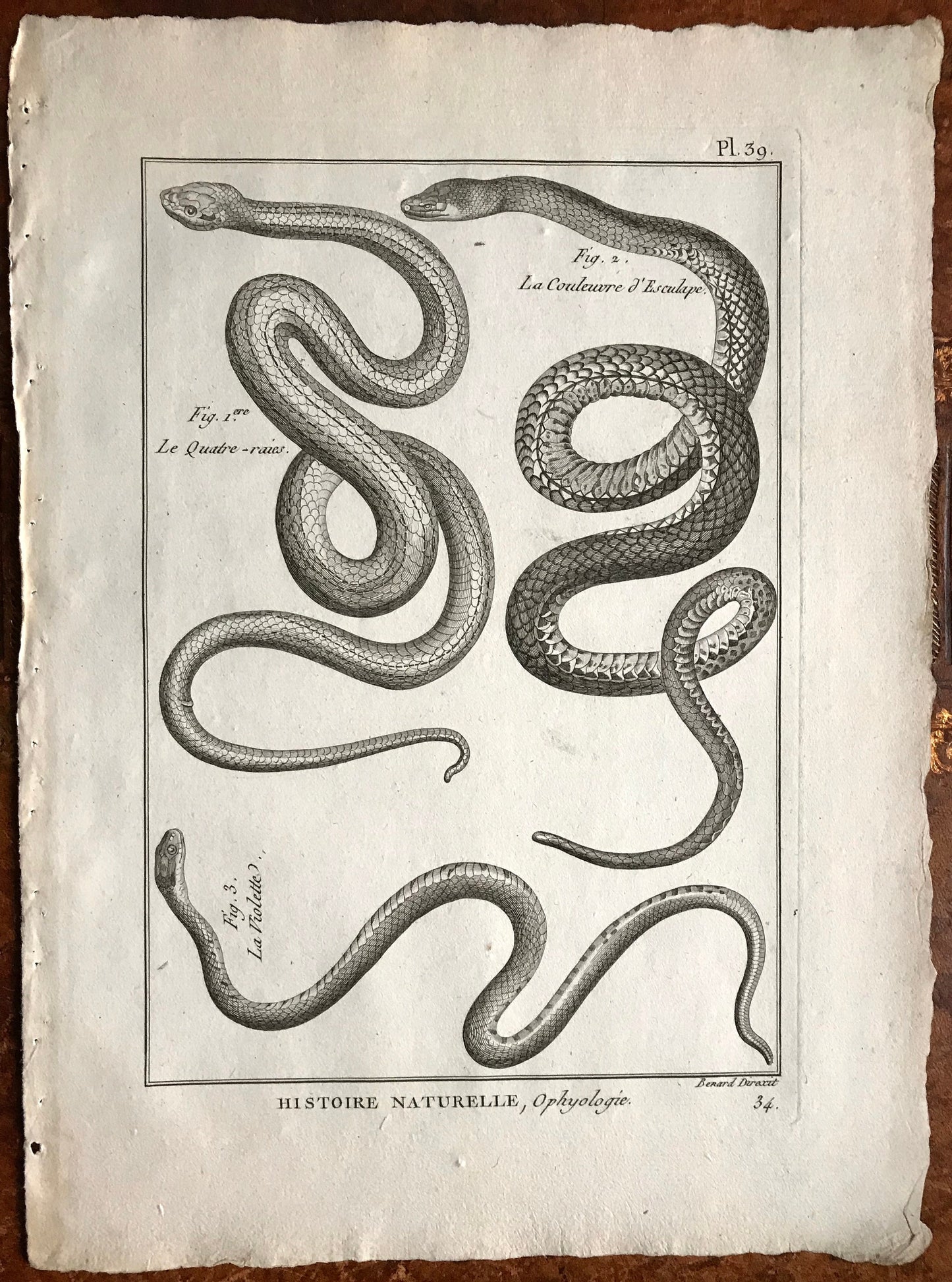 A Set of Six Engravings of Snakes. From The Tableau Encyclopedique. C.1790. Good size: 12” x 9.25 “approx (31.5 cms x 23cms)