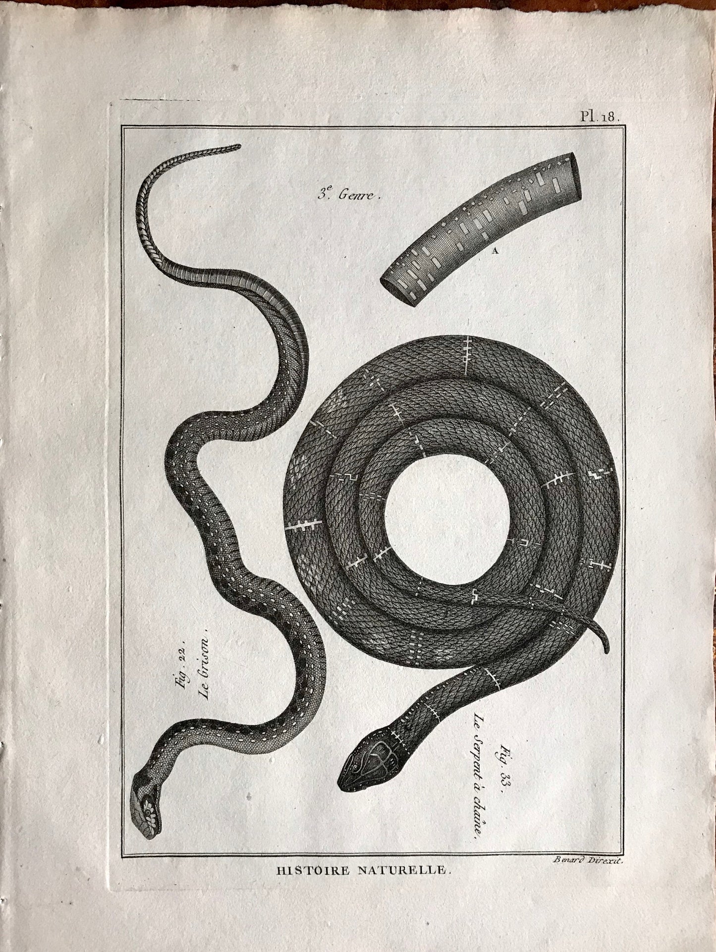 A Set of Six Engravings of Snakes. From The Tableau Encyclopedique. C.1790. Good size: 12” x 9.25 “approx (31.5 cms x 23cms)