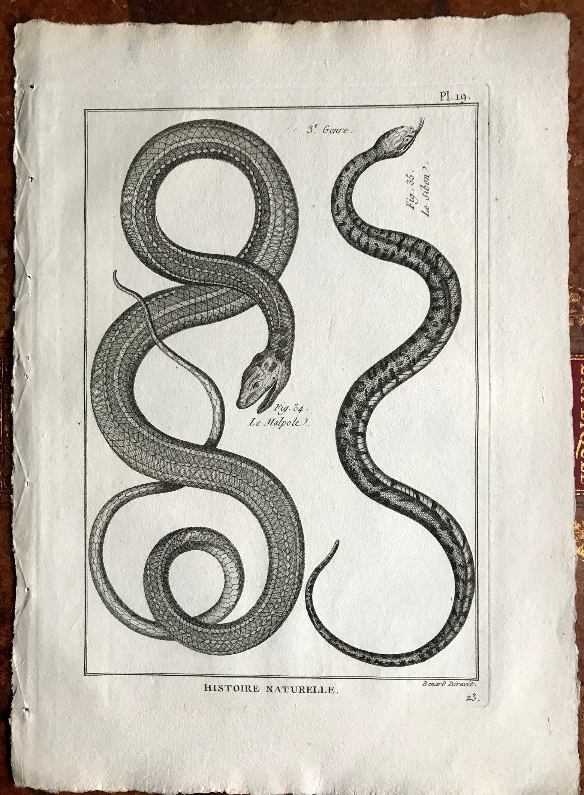 A Set of Six Engravings of Snakes. From The Tableau Encyclopedique. C.1790. Good size: 12” x 9.25 “approx (31.5 cms x 23cms)