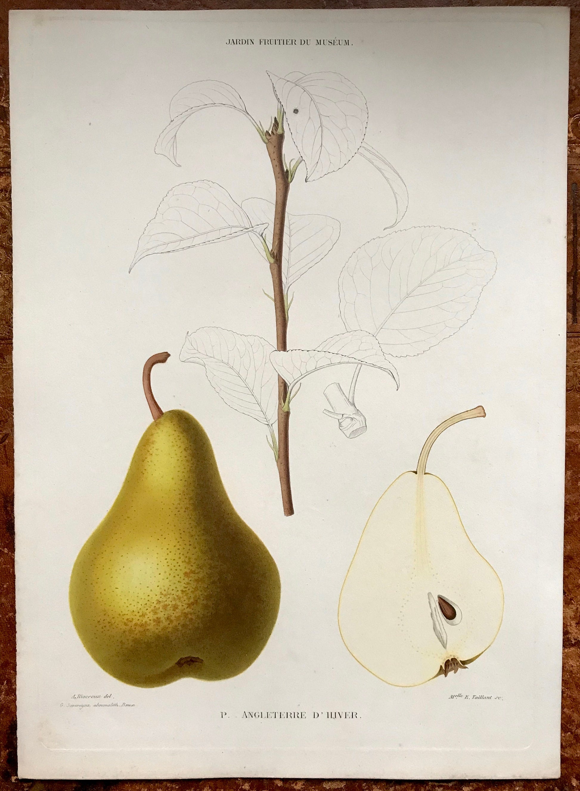 A Set of 6 Original Steel Engravings of Pears. French c. 1865. From Le Jardin Fruitier du Museum by Decaisne. 31.5 x 22.5 cms.