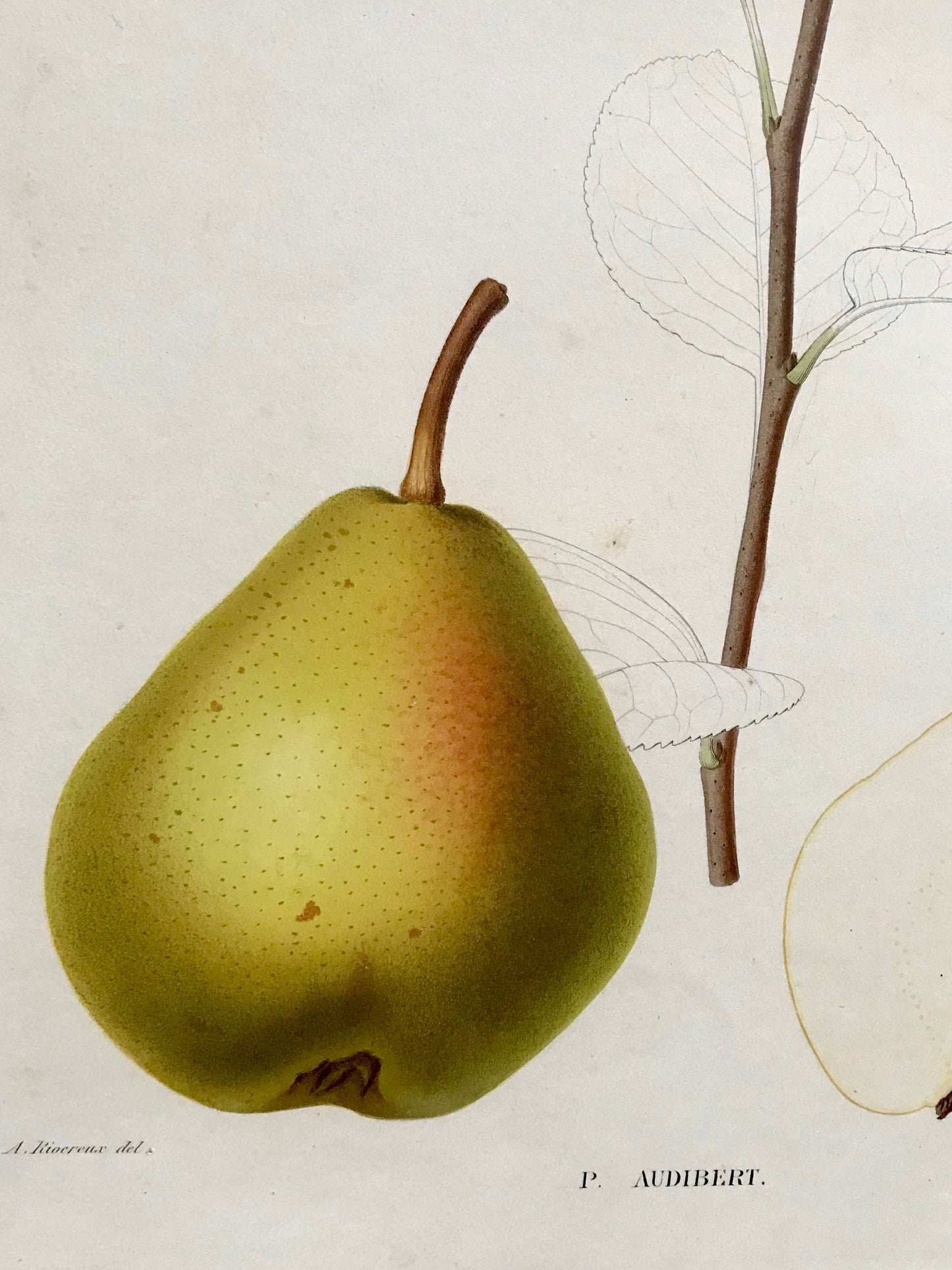 A Set of 6 Original Steel Engravings of Pears. French c. 1865. From Le Jardin Fruitier du Museum by Decaisne. 31.5 x 22.5 cms.