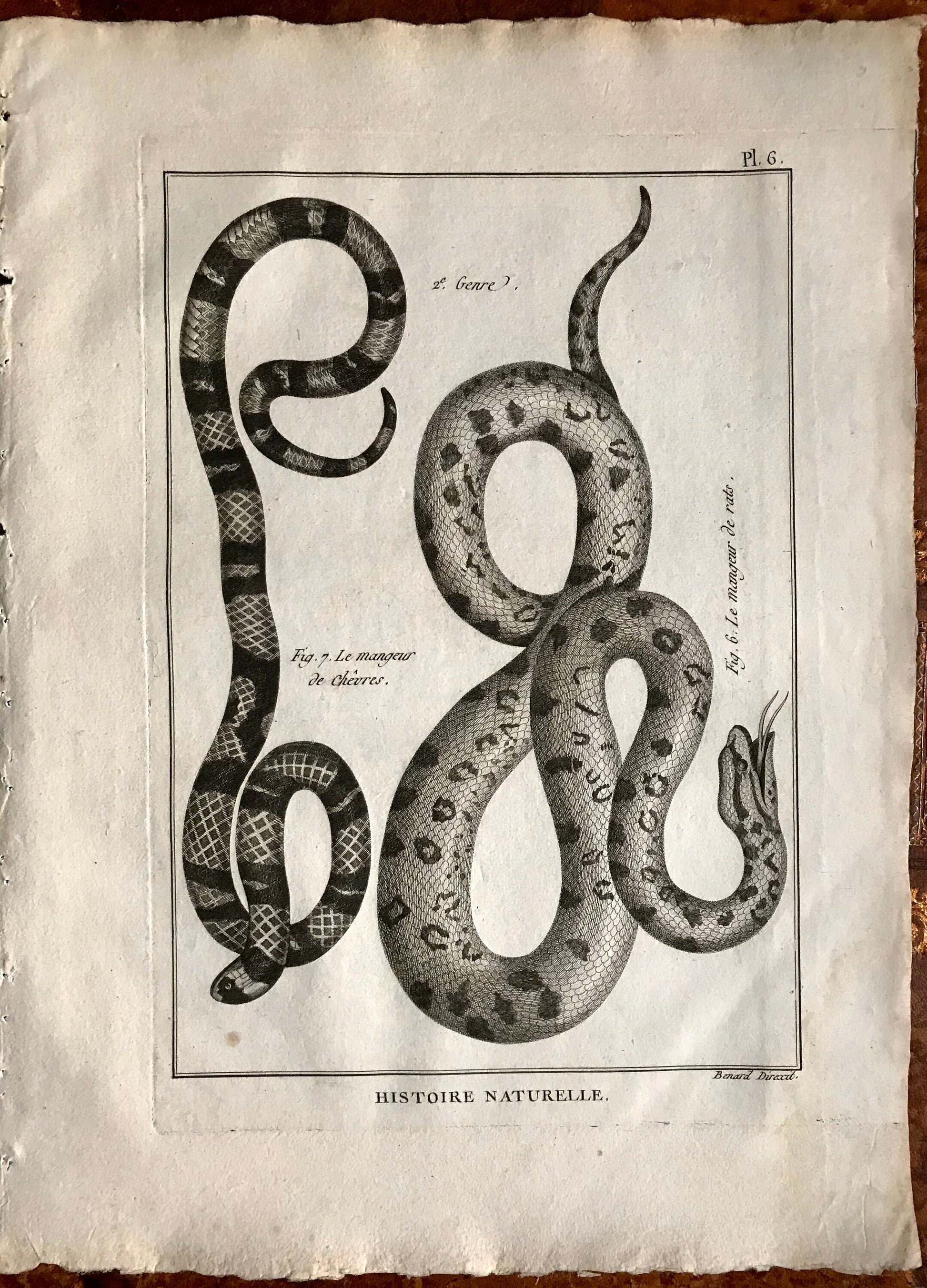 A Set of Six Engravings of Snakes. From The Tableau Encyclopedique. C.1790. Good size: 12” x 9.25 “approx (31.5 cms x 23cms)