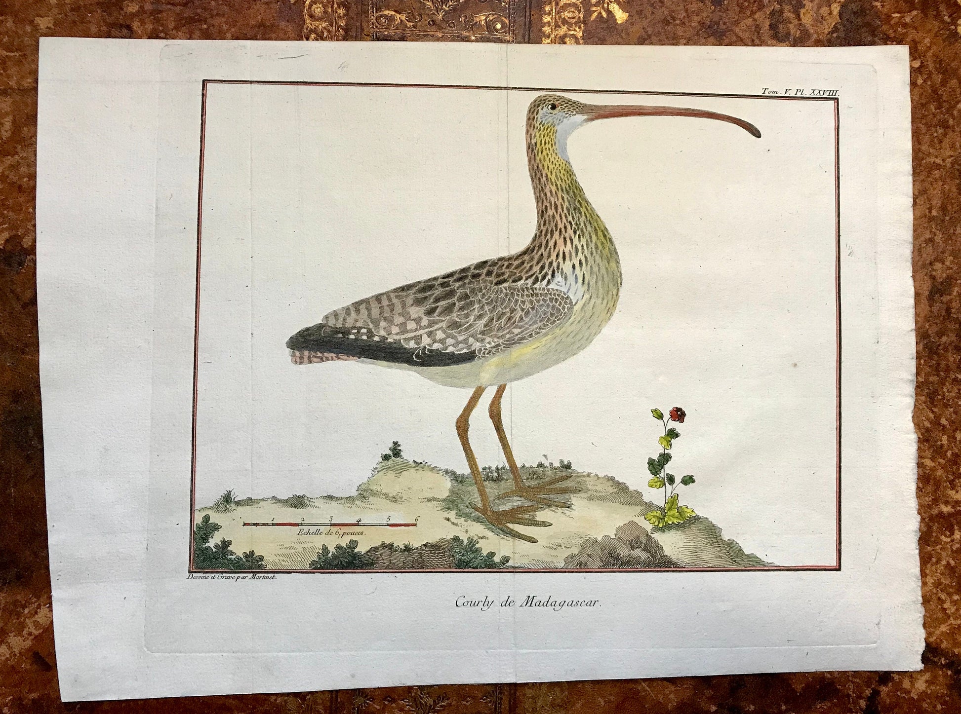 Courby de Madagascar. An Engraving of A Curlew by Francois-Nicholas Martinet. Hand coloured. 1770. Size: 25 x 34.5cms.