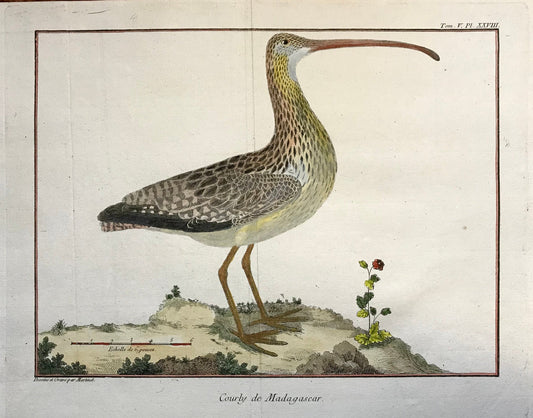 Courby de Madagascar. An Engraving of A Curlew by Francois-Nicholas Martinet. Hand coloured. 1770. Size: 25 x 34.5cms.