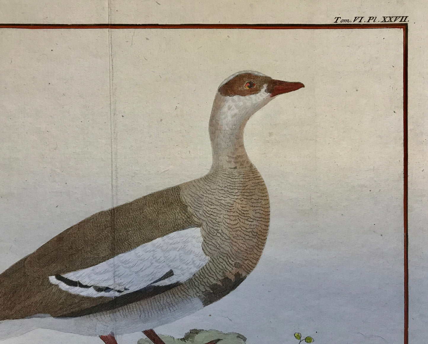 Oye d’Egypte. An Engraving of an Egyptian Goose by Francois-Nicholas Martinet. Hand coloured. Dated 1770. Size: 25 x 35.5cms.