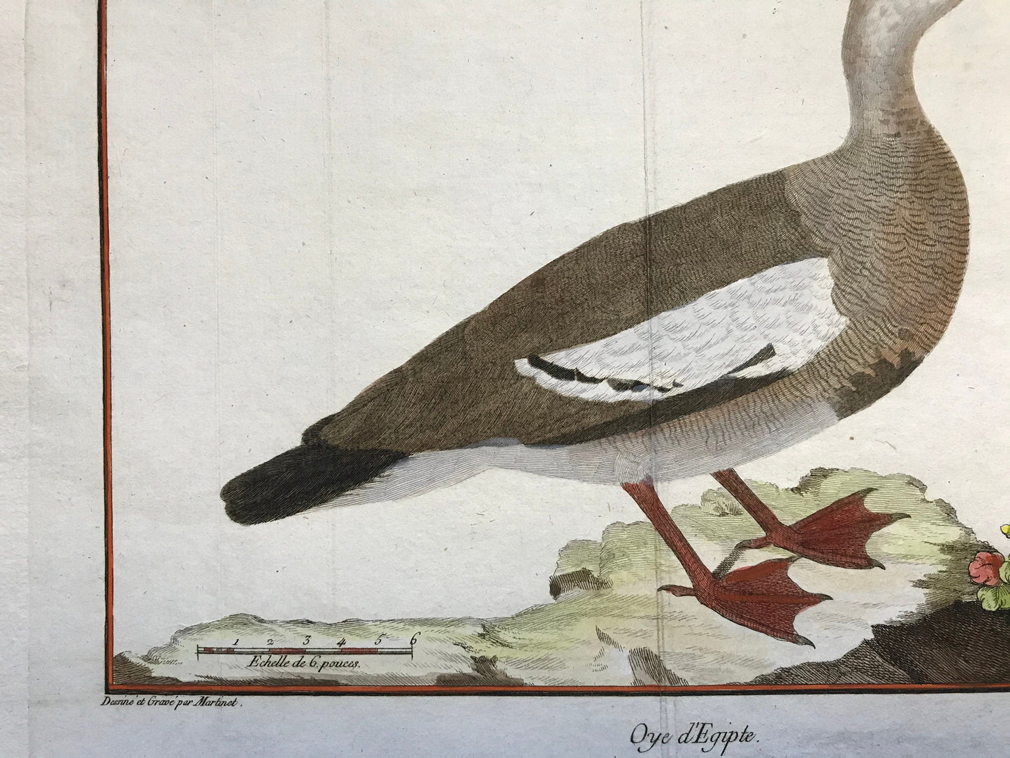 Oye d’Egypte. An Engraving of an Egyptian Goose by Francois-Nicholas Martinet. Hand coloured. Dated 1770. Size: 25 x 35.5cms.