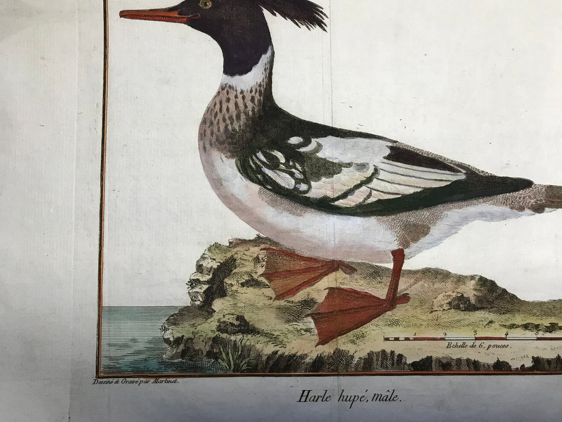 Harle hupe, male. A Copper Plate Engraving of a Merganser Duck by Francois-Nicholas Martinet. Hand coloured. Dated 1770. 25.2 x 35.7 cms.