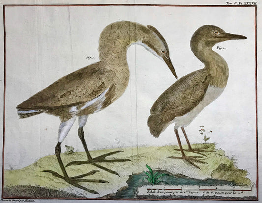 A Copper Plate Engraving of a Bittern and a Squacco Heron by Francois-Nicholas Martinet. Hand coloured. Dated 1770. 25 x 35 cms.