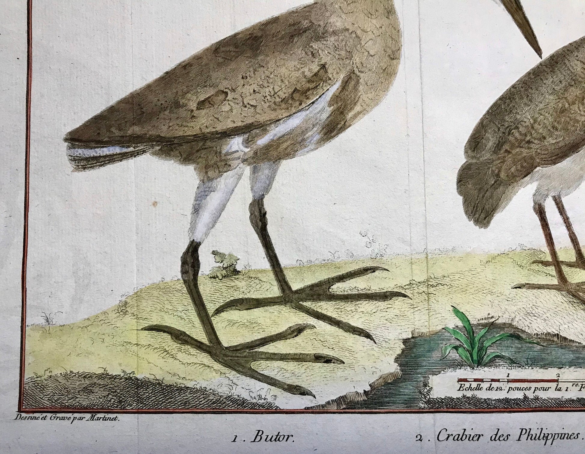 A Copper Plate Engraving of a Bittern and a Squacco Heron by Francois-Nicholas Martinet. Hand coloured. Dated 1770. 25 x 35 cms.