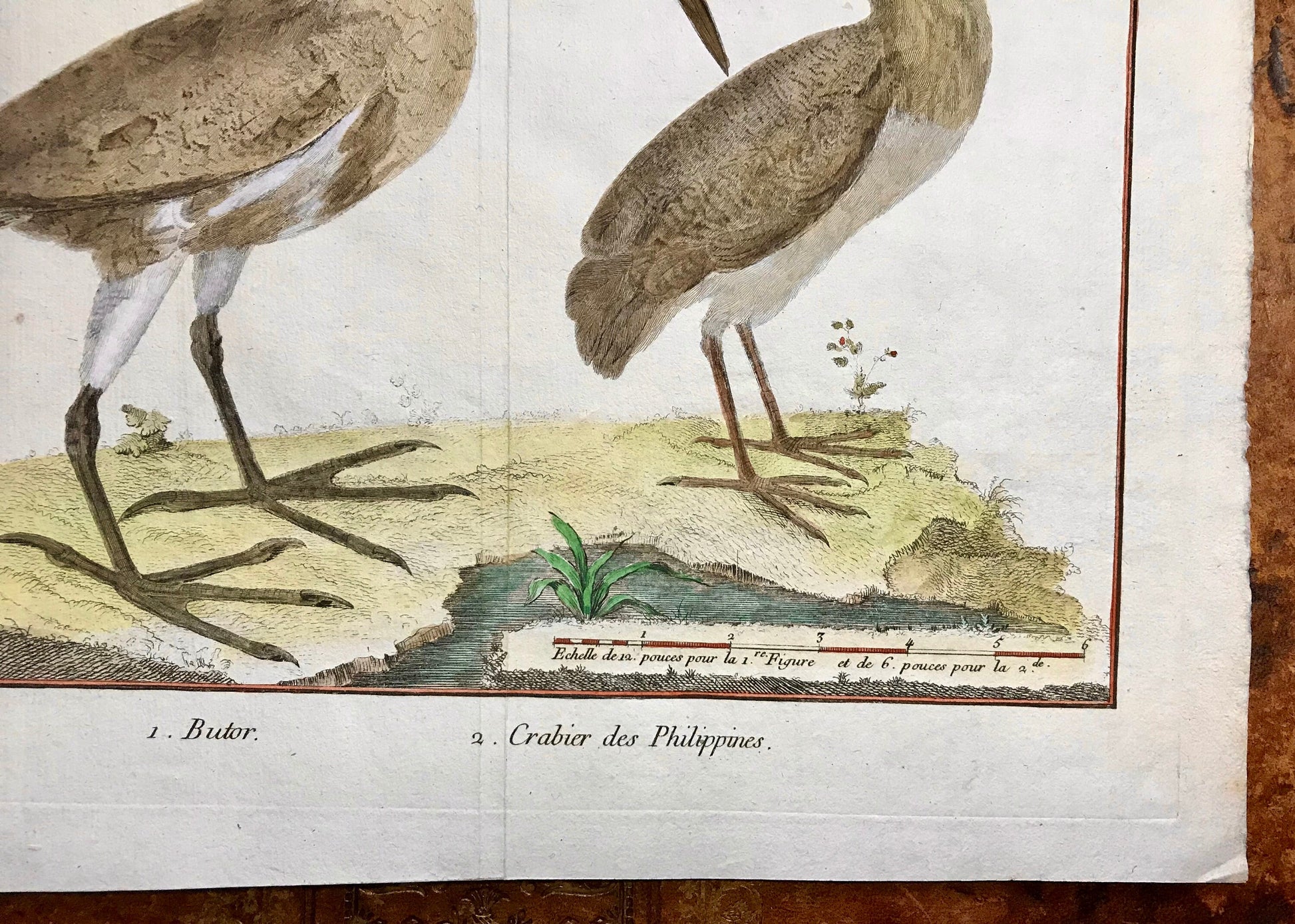 A Copper Plate Engraving of a Bittern and a Squacco Heron by Francois-Nicholas Martinet. Hand coloured. Dated 1770. 25 x 35 cms.