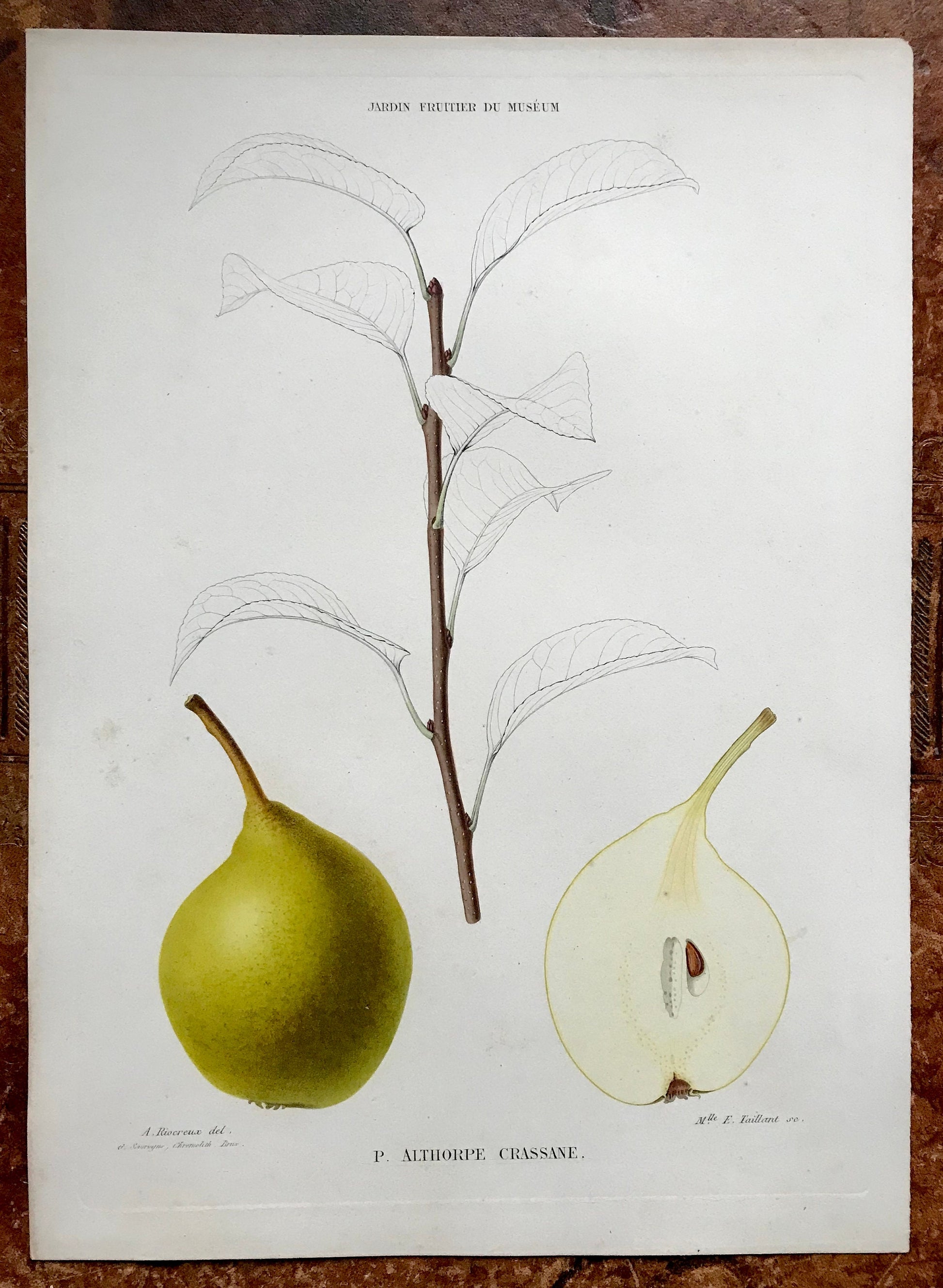 A Set of 6 Original Steel Engravings of Pears. French c. 1865. From Le Jardin Fruitier du Museum by Decaisne. 31.5 x 22.5 cms.