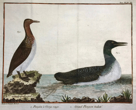 Plongeon. Copper Plate Engraving of Two Types of Loon. By Francois-Nicholas Martinet. Hand coloured. Dated 1770. 25 x 30 cms.