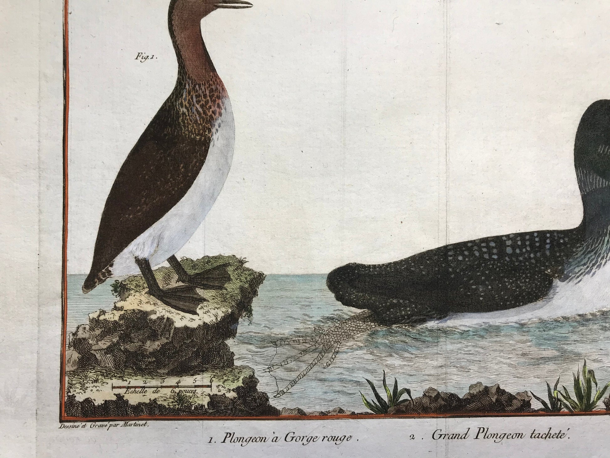 Plongeon. Copper Plate Engraving of Two Types of Loon. By Francois-Nicholas Martinet. Hand coloured. Dated 1770. 25 x 30 cms.