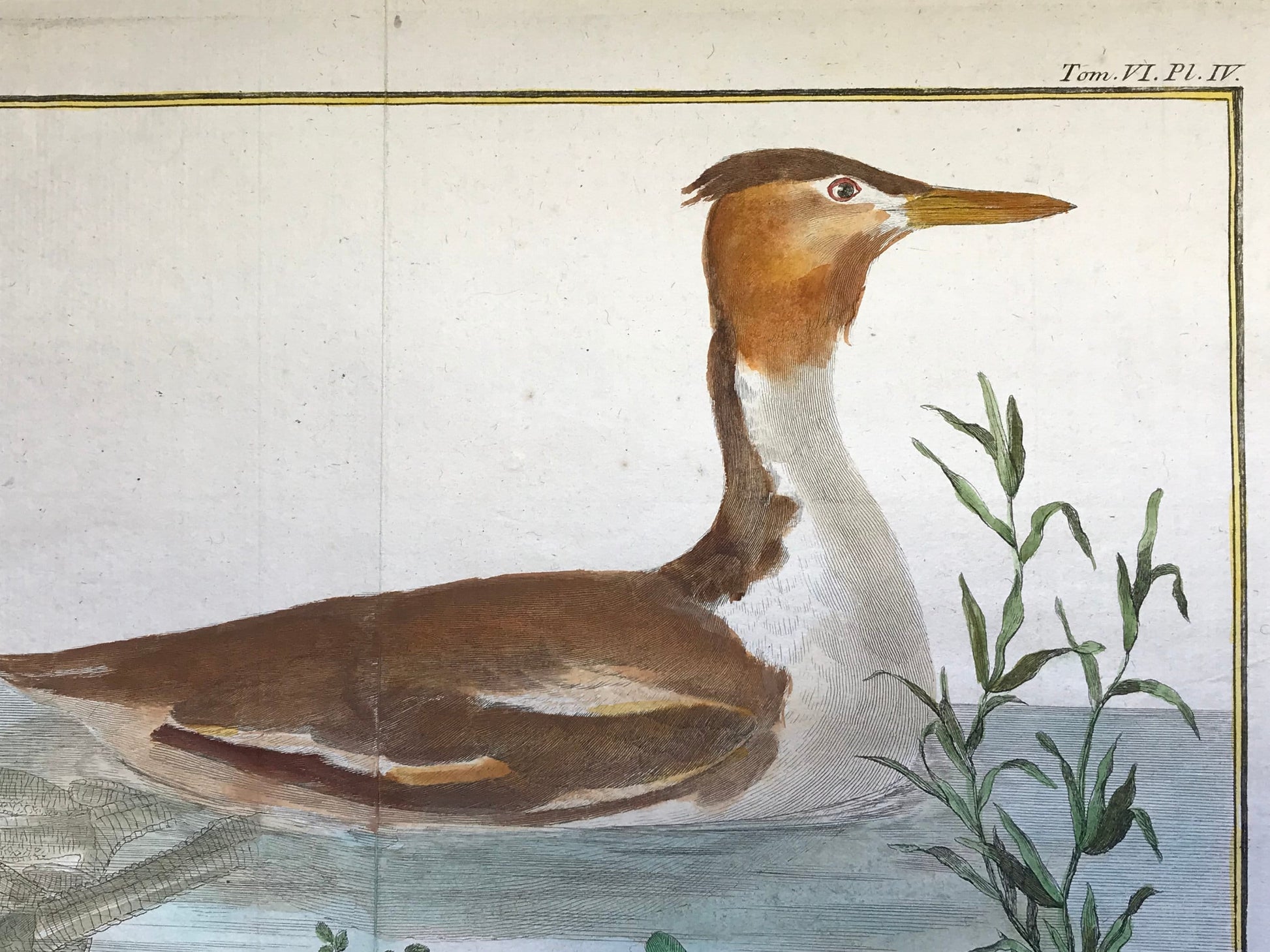 Grebe Hupe. A Copper Plate Engraving of a Grebe. By Francois-Nicholas Martinet. Hand coloured. Dated 1770. 25 x 26.5 cms.