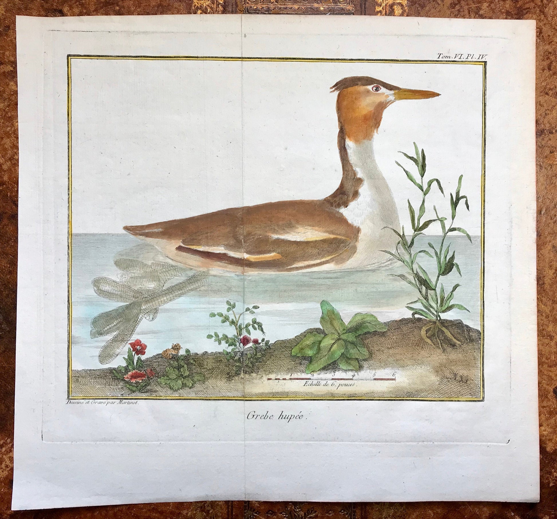 Grebe Hupe. A Copper Plate Engraving of a Grebe. By Francois-Nicholas Martinet. Hand coloured. Dated 1770. 25 x 26.5 cms.