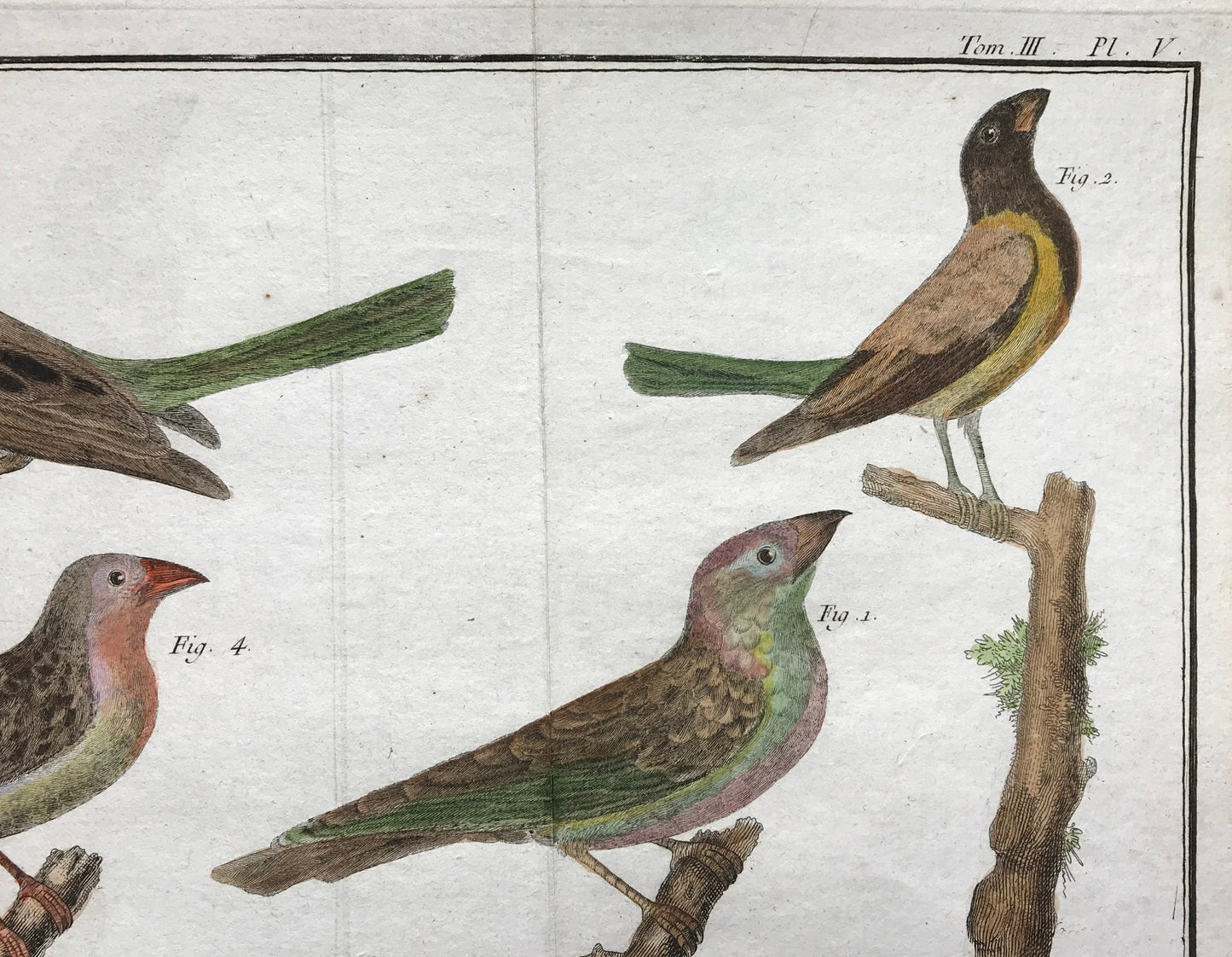 A Copper Plate Engraving of Four Types of Sparrow. By Francois-Nicholas Martinet. Hand coloured. Dated 1770. 25 x 37 cms. .