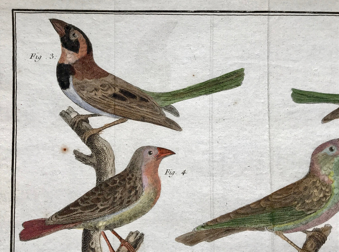 A Copper Plate Engraving of Four Types of Sparrow. By Francois-Nicholas Martinet. Hand coloured. Dated 1770. 25 x 37 cms. .