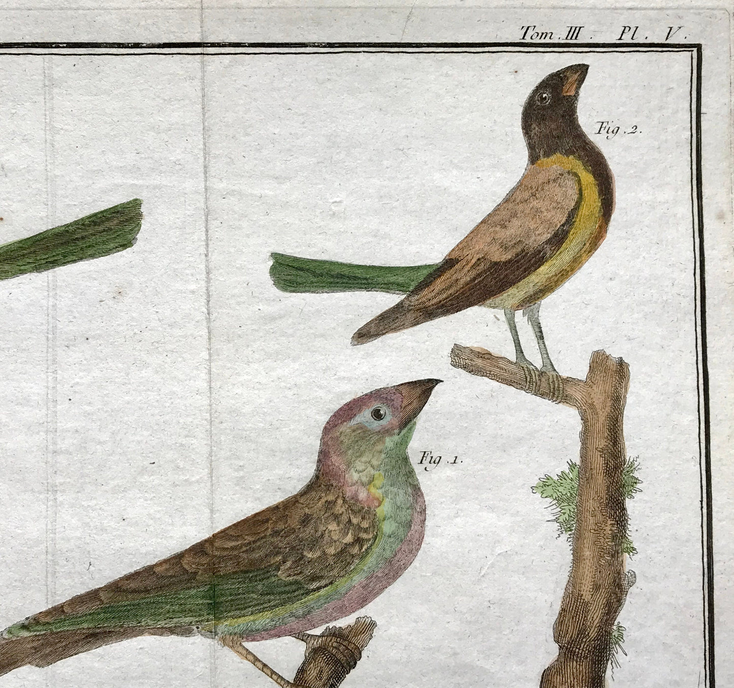 A Copper Plate Engraving of Four Types of Sparrow. By Francois-Nicholas Martinet. Hand coloured. Dated 1770. 25 x 37 cms. .