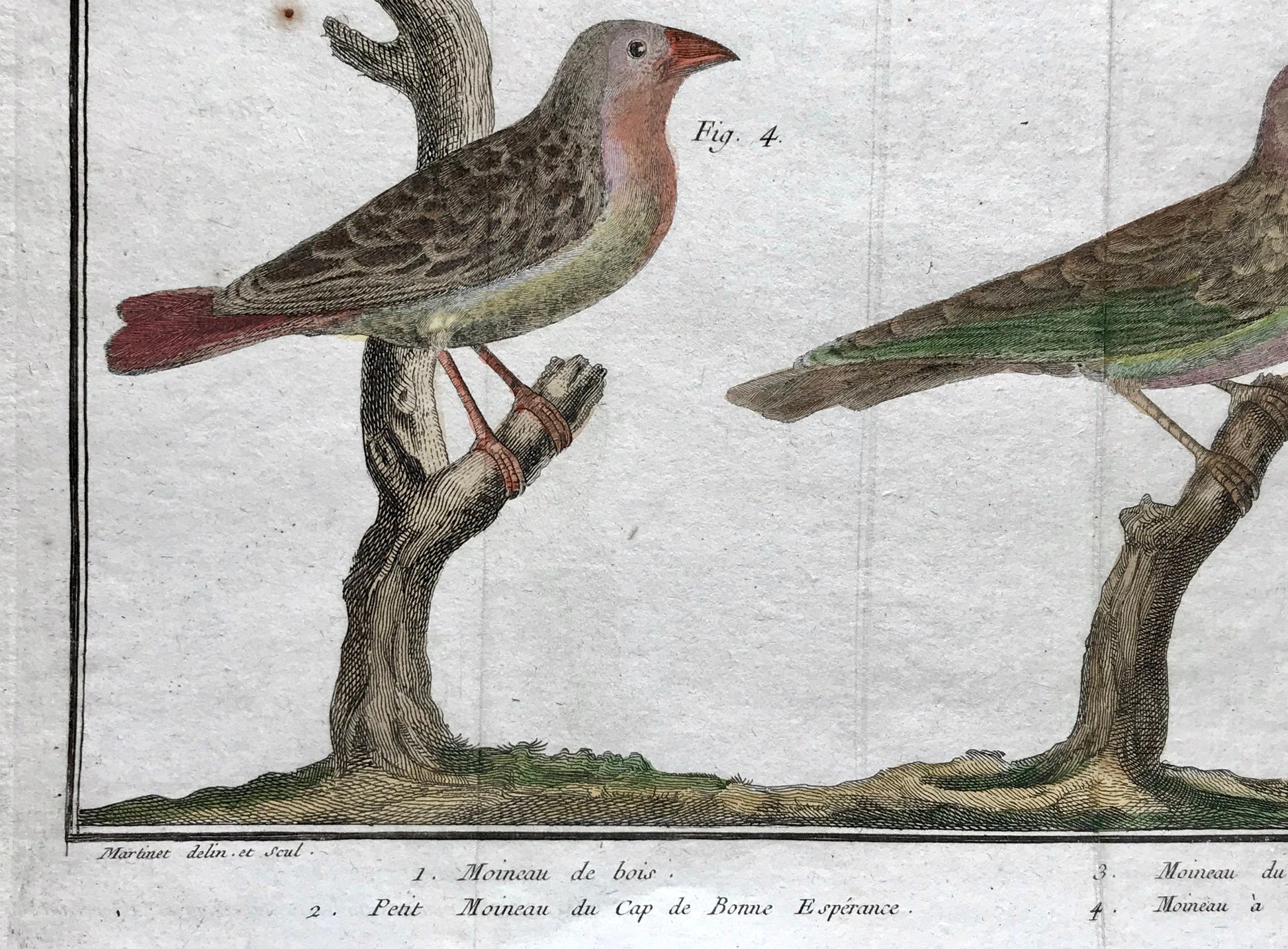 A Copper Plate Engraving of Four Types of Sparrow. By Francois-Nicholas Martinet. Hand coloured. Dated 1770. 25 x 37 cms. .