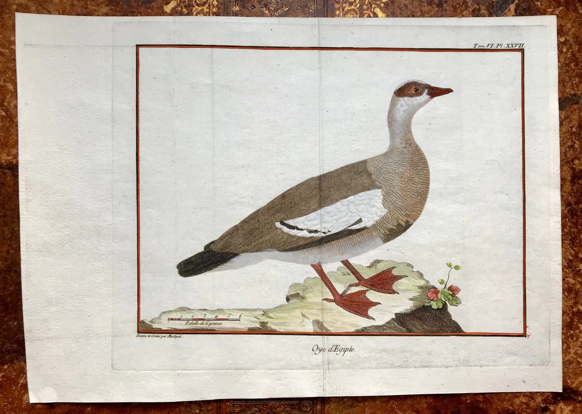 Oye d’Egypte. An Engraving of an Egyptian Goose by Francois-Nicholas Martinet. Hand coloured. Dated 1770. Size: 25 x 35.5cms.