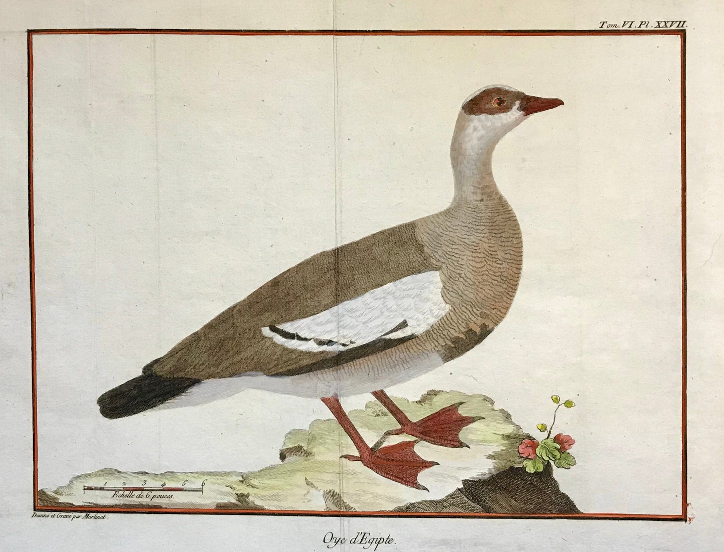 Oye d’Egypte. An Engraving of an Egyptian Goose by Francois-Nicholas Martinet. Hand coloured. Dated 1770. Size: 25 x 35.5cms.