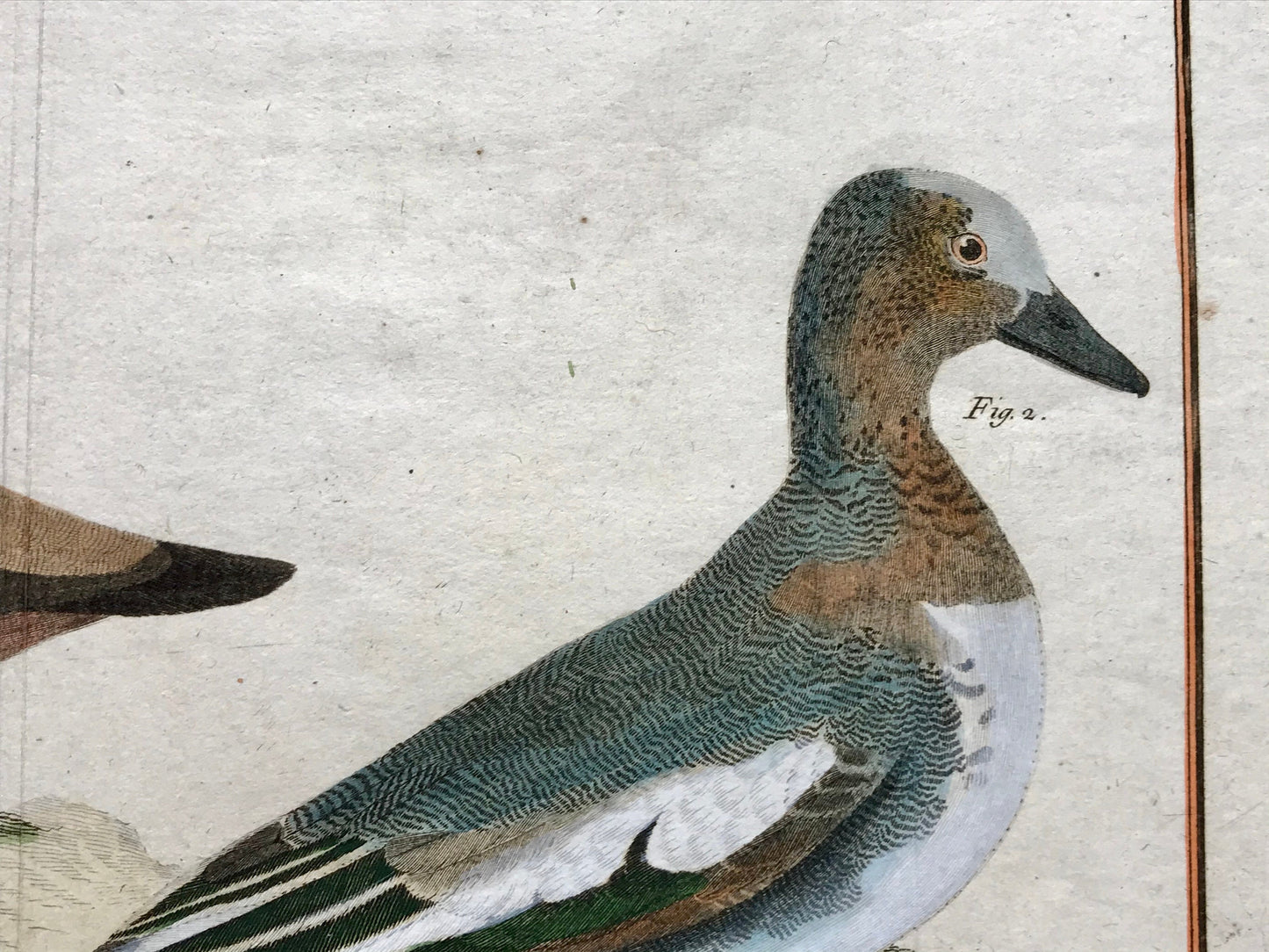 Millouin Male. Canard Siffleur. Engravings of Snowy and Whistling Ducks by Martinet. Hand coloured. Dated 1770. 25 x 35.5 cms.