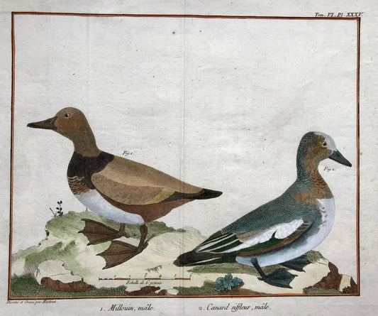 Millouin Male. Canard Siffleur. Engravings of Snowy and Whistling Ducks by Martinet. Hand coloured. Dated 1770. 25 x 35.5 cms.