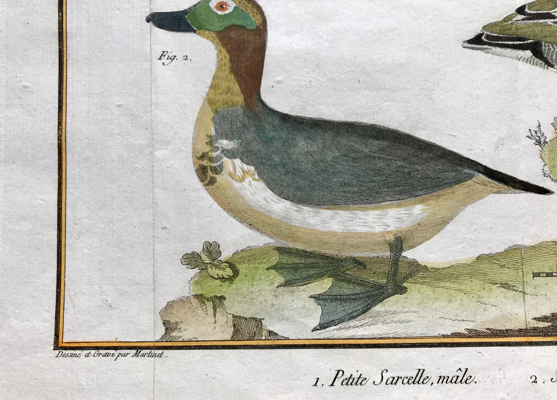 Petit Sarcelle, male. Sarcelle de Ferroe. Engravings of Sarcelle Ducks by Martinet. Hand coloured. Dated 1770. 24.5 x 33.5cms.