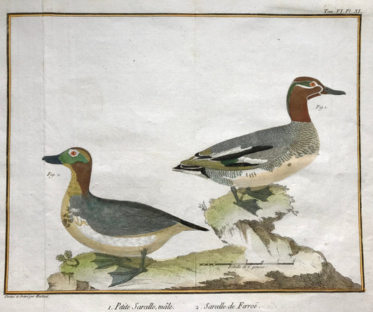 Petit Sarcelle, male. Sarcelle de Ferroe. Engravings of Sarcelle Ducks by Martinet. Hand coloured. Dated 1770. 24.5 x 33.5cms.