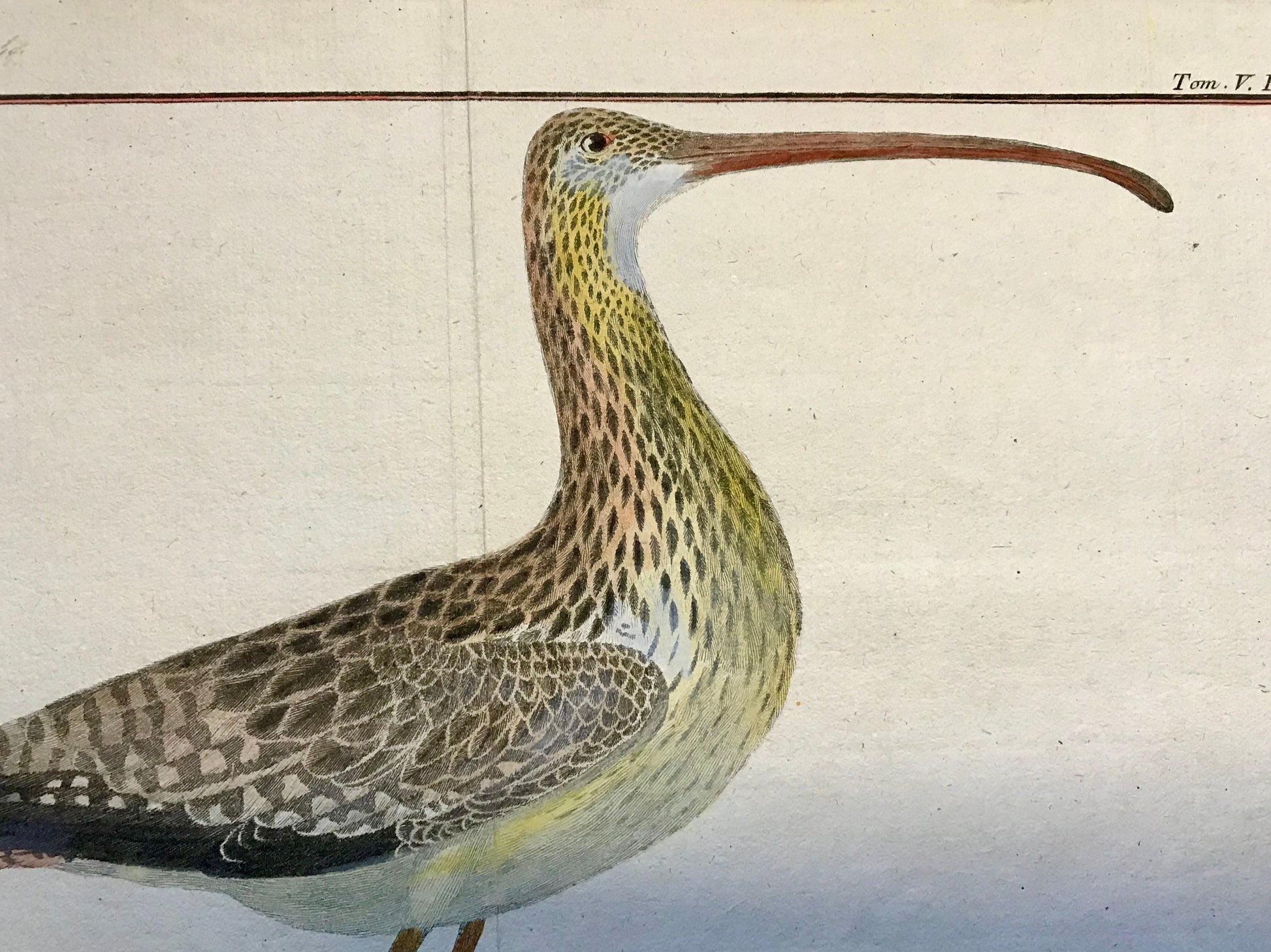 Courby de Madagascar. An Engraving of A Curlew by Francois-Nicholas Martinet. Hand coloured. 1770. Size: 25 x 34.5cms.