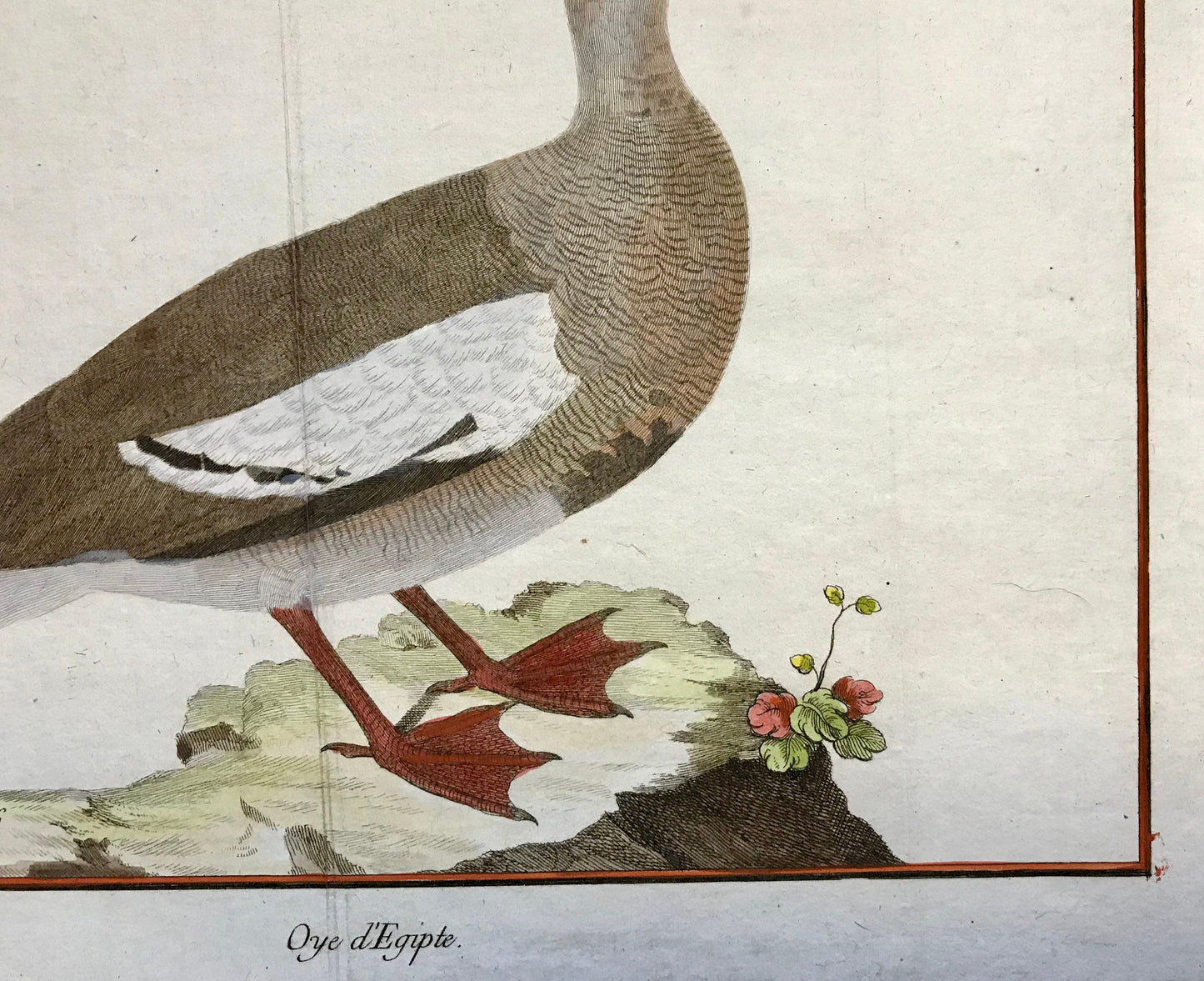 Oye d’Egypte. An Engraving of an Egyptian Goose by Francois-Nicholas Martinet. Hand coloured. Dated 1770. Size: 25 x 35.5cms.