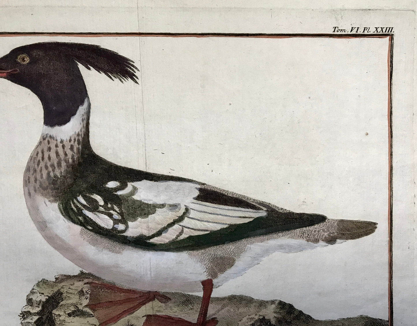 Harle hupe, male. A Copper Plate Engraving of a Merganser Duck by Francois-Nicholas Martinet. Hand coloured. Dated 1770. 25.2 x 35.7 cms.