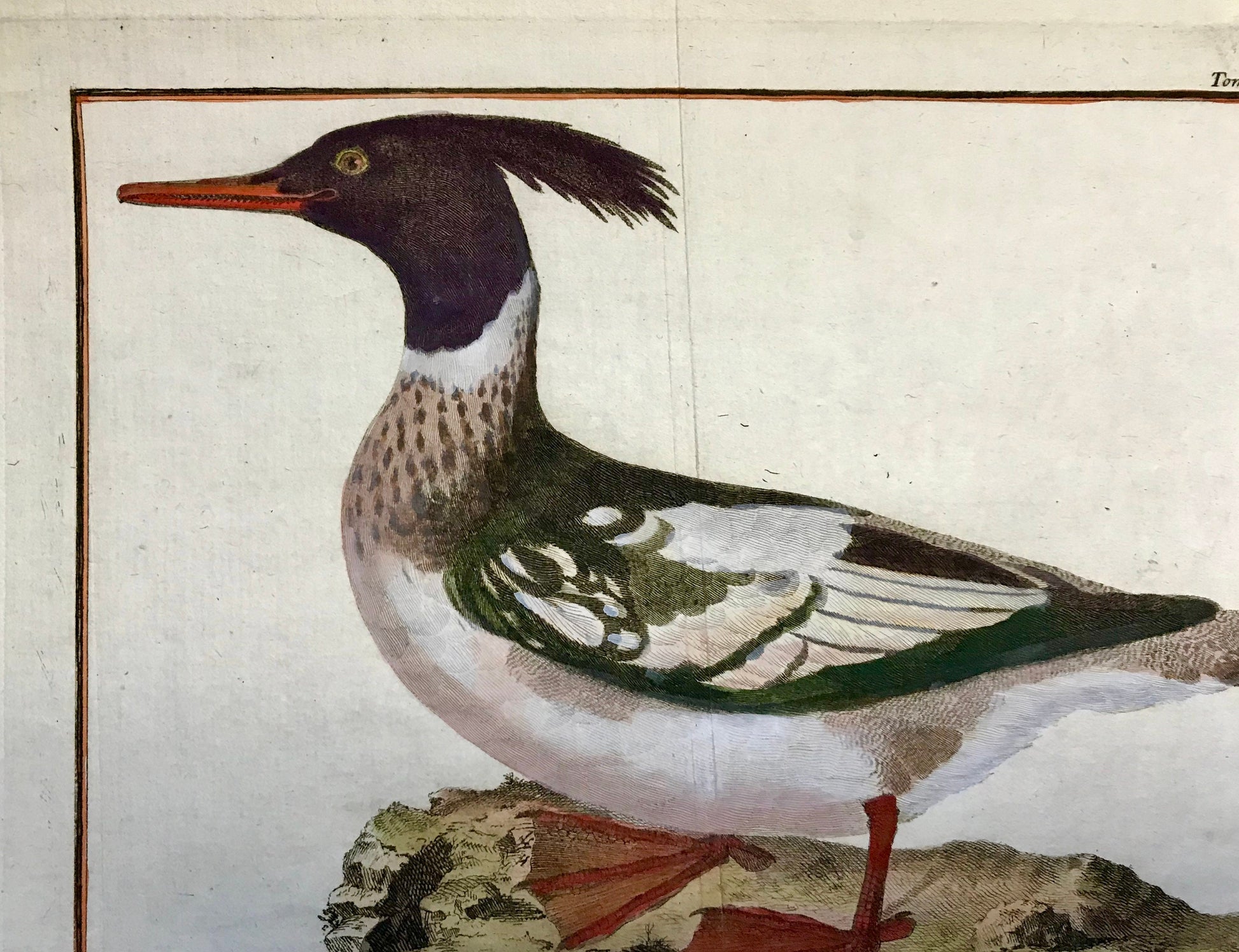 Harle hupe, male. A Copper Plate Engraving of a Merganser Duck by Francois-Nicholas Martinet. Hand coloured. Dated 1770. 25.2 x 35.7 cms.