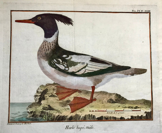 Harle hupe, male. A Copper Plate Engraving of a Merganser Duck by Francois-Nicholas Martinet. Hand coloured. Dated 1770. 25.2 x 35.7 cms.