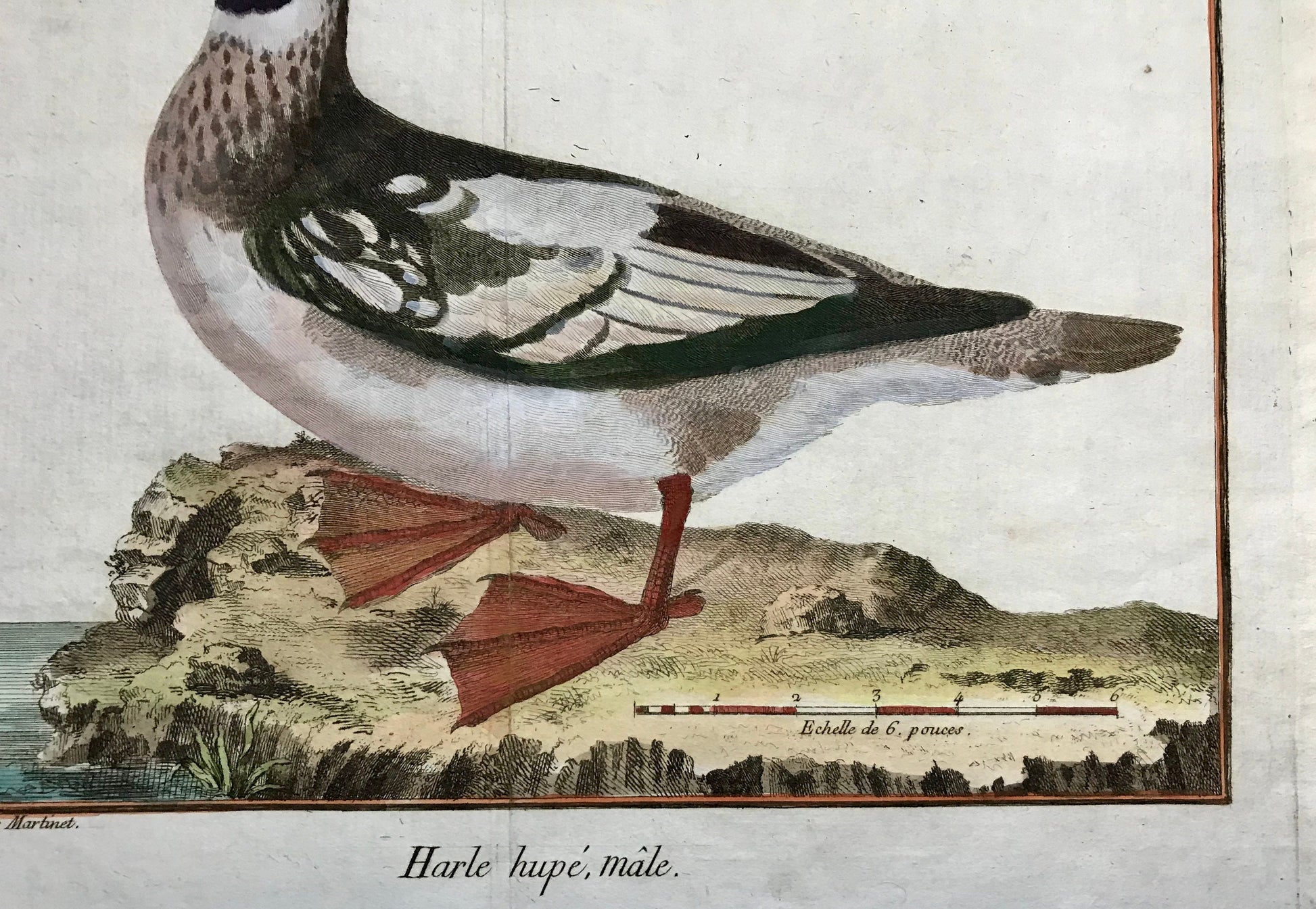 Harle hupe, male. A Copper Plate Engraving of a Merganser Duck by Francois-Nicholas Martinet. Hand coloured. Dated 1770. 25.2 x 35.7 cms.