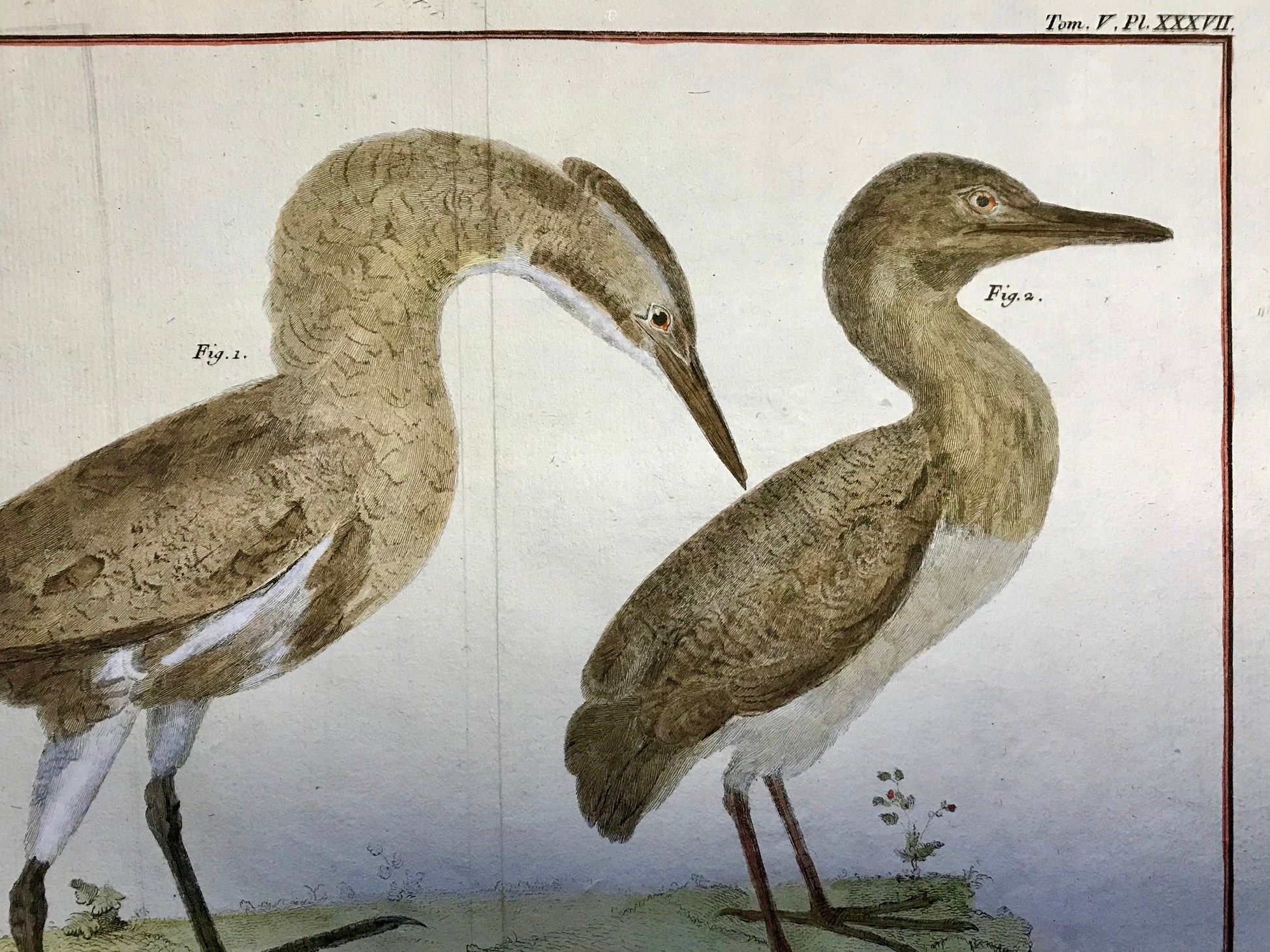 A Copper Plate Engraving of a Bittern and a Squacco Heron by Francois-Nicholas Martinet. Hand coloured. Dated 1770. 25 x 35 cms.