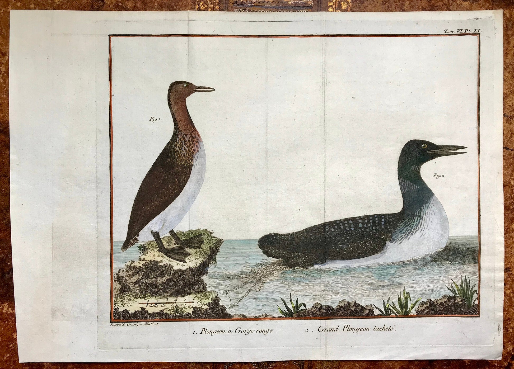 Plongeon. Copper Plate Engraving of Two Types of Loon. By Francois-Nicholas Martinet. Hand coloured. Dated 1770. 25 x 30 cms.