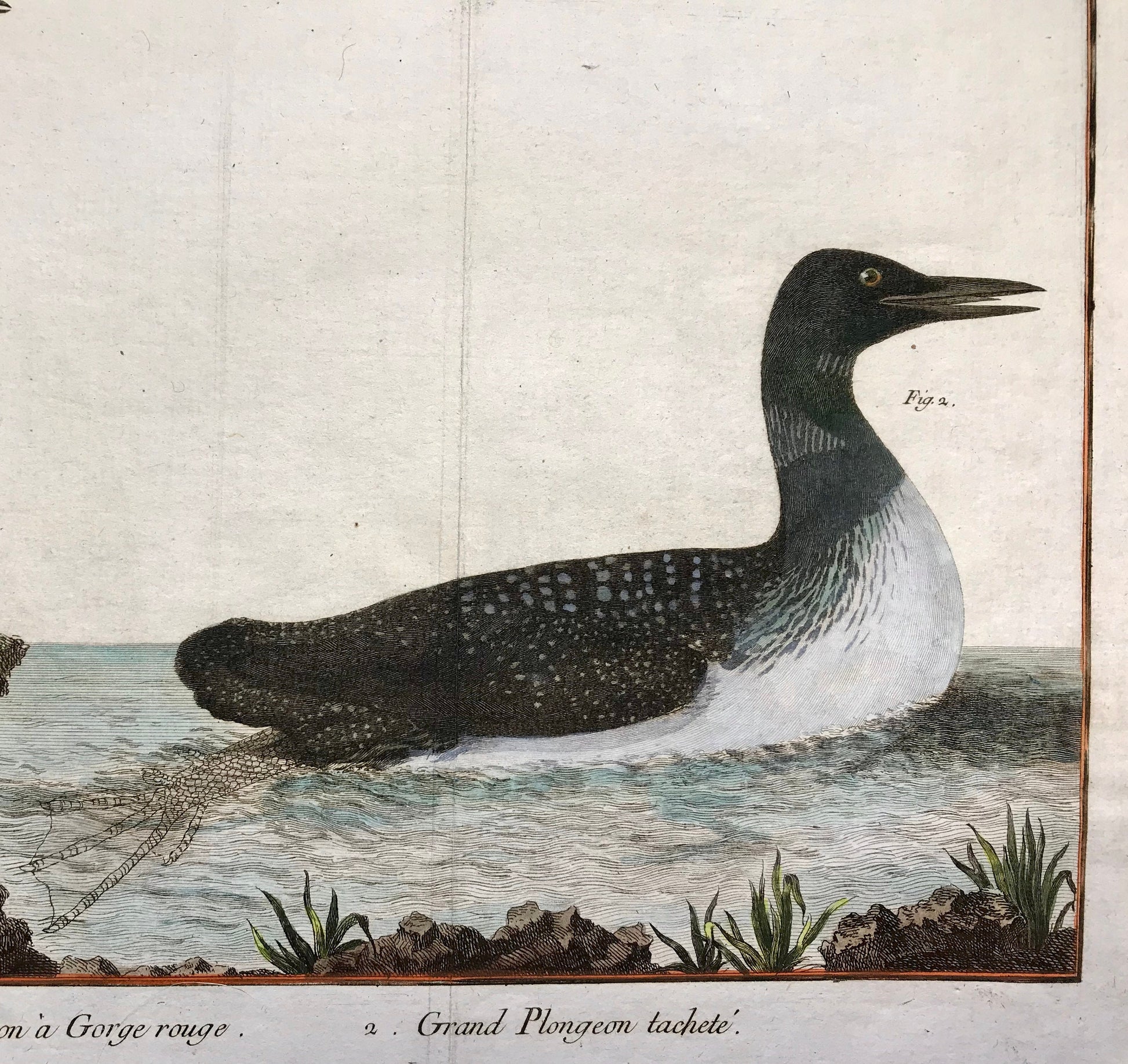 Plongeon. Copper Plate Engraving of Two Types of Loon. By Francois-Nicholas Martinet. Hand coloured. Dated 1770. 25 x 30 cms.