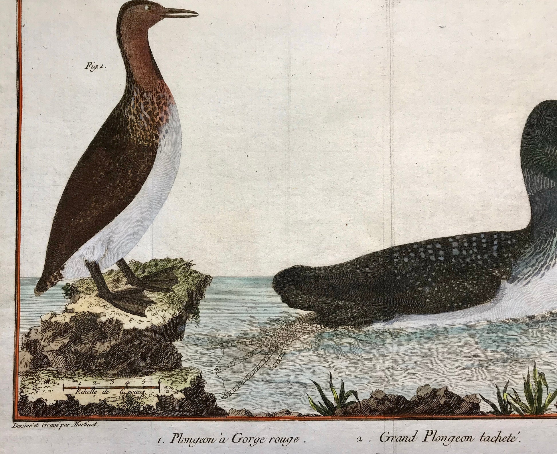 Plongeon. Copper Plate Engraving of Two Types of Loon. By Francois-Nicholas Martinet. Hand coloured. Dated 1770. 25 x 30 cms.