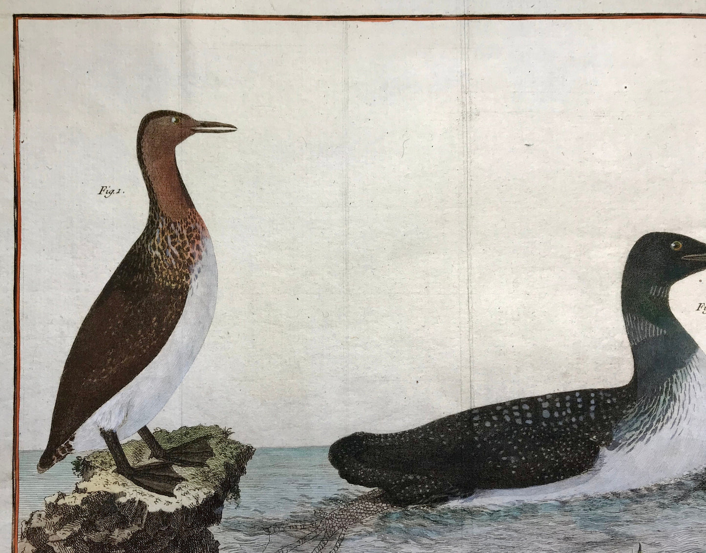 Plongeon. Copper Plate Engraving of Two Types of Loon. By Francois-Nicholas Martinet. Hand coloured. Dated 1770. 25 x 30 cms.