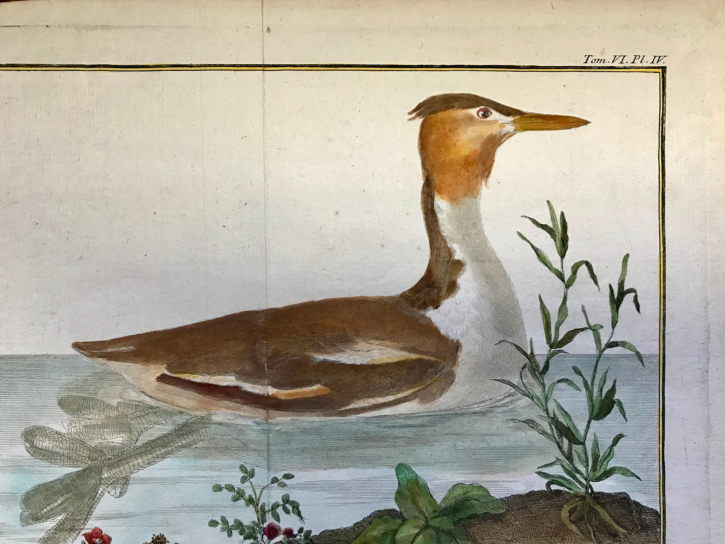 Grebe Hupe. A Copper Plate Engraving of a Grebe. By Francois-Nicholas Martinet. Hand coloured. Dated 1770. 25 x 26.5 cms.