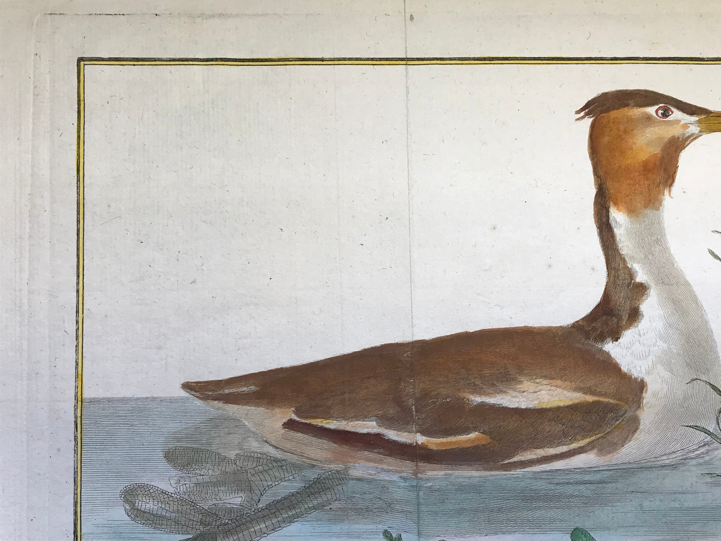 Grebe Hupe. A Copper Plate Engraving of a Grebe. By Francois-Nicholas Martinet. Hand coloured. Dated 1770. 25 x 26.5 cms.