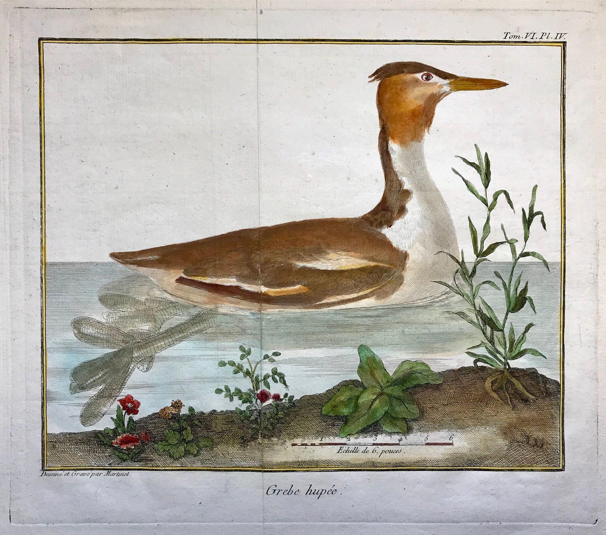 Grebe Hupe. A Copper Plate Engraving of a Grebe. By Francois-Nicholas Martinet. Hand coloured. Dated 1770. 25 x 26.5 cms.