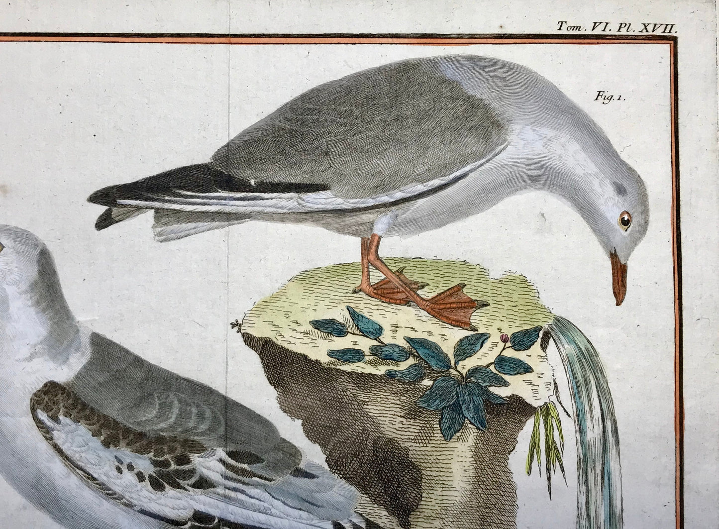 A Copper Plate Engraving of Two Types of Seagull. By Francois-Nicholas Martinet. Hand coloured. Dated 1770. 25 x 34.7 cms.