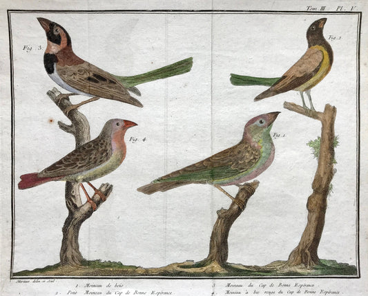 A Copper Plate Engraving of Four Types of Sparrow. By Francois-Nicholas Martinet. Hand coloured. Dated 1770. 25 x 37 cms. .