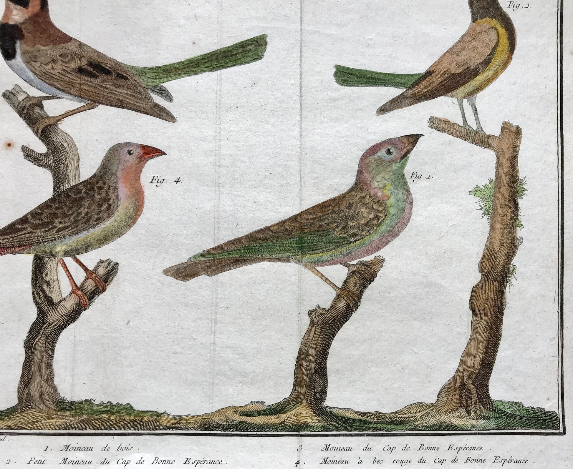 A Copper Plate Engraving of Four Types of Sparrow. By Francois-Nicholas Martinet. Hand coloured. Dated 1770. 25 x 37 cms. .