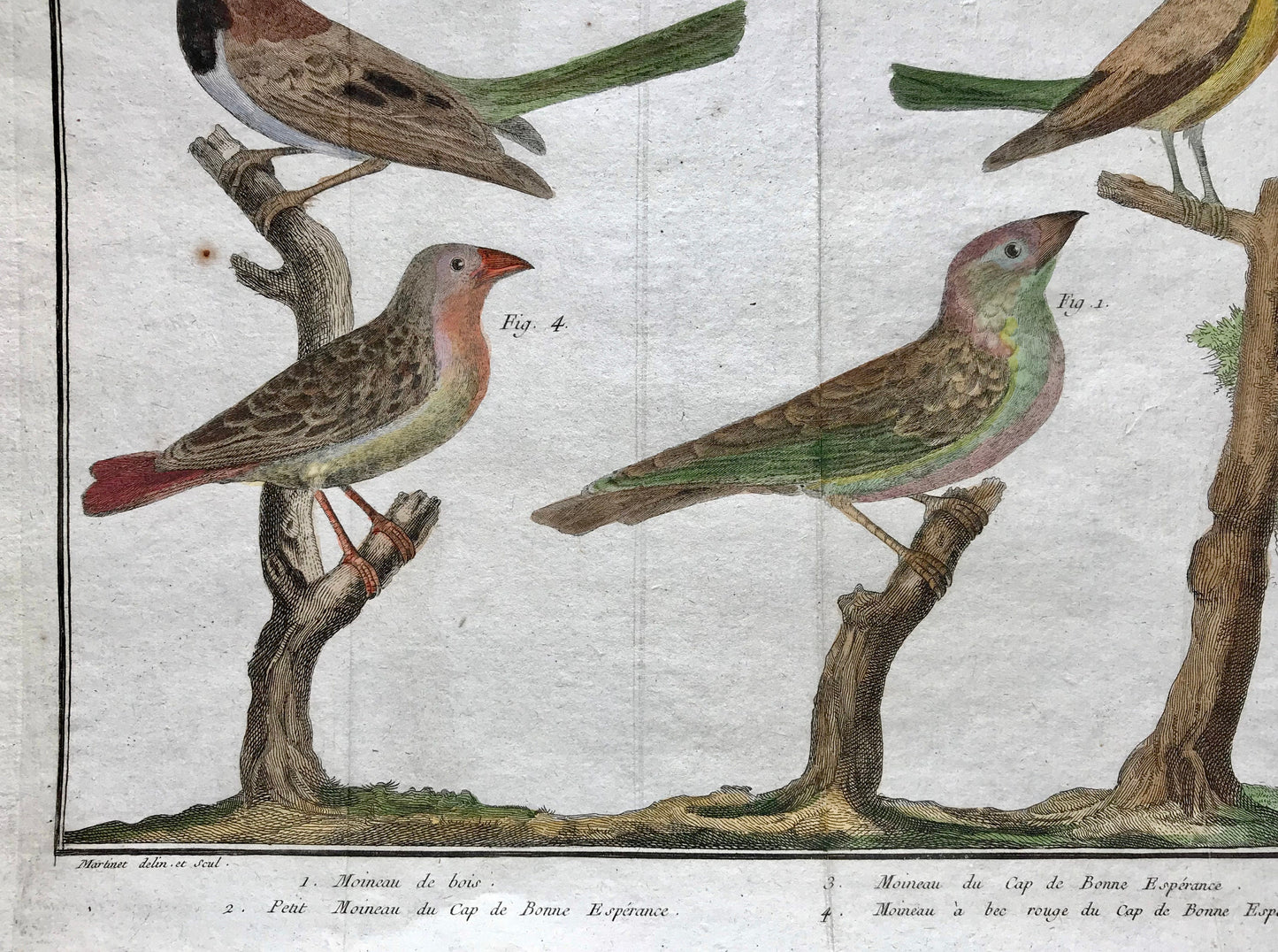 A Copper Plate Engraving of Four Types of Sparrow. By Francois-Nicholas Martinet. Hand coloured. Dated 1770. 25 x 37 cms. .